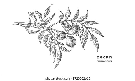 Pecan tree. Ink texture sketch of raw nuts, leaf. Vector botanical illustration. Hand drawn monochrome branch isolated on white background. Healthy vegan organic food
