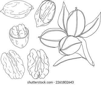 Pecan. Vector hand drawn nuts. Coloring pages with different sort of nuns.