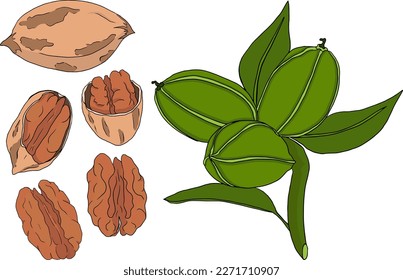 Pecan. Vector hand drawn nuts. Colored illustration with different sort of nuns.