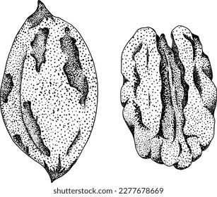 Pecan. Vector hand drawn nuts. Engraving illustration with different sort of nuns.