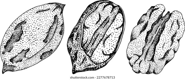 Pecan. Vector hand drawn nuts. Engraving illustration with different sort of nuns.