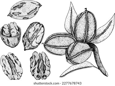 Pecan. Vector hand drawn nuts. Engraving illustration with different sort of nuns.