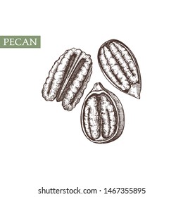 Pecan vector illustrations. Hand drawn healthy food elements. Nuts sketch collection. Organic vegetarian product. Perfect for recipe, menu, label, packaging, Vintage nuts outlines set 