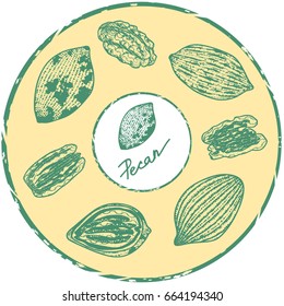 Pecan. Vector monochrome engraved illustration.