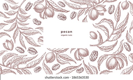 Pecan vintage background. Organic nuts, farm plantation. Vector hand drawn texture illustration, classic engraved pattern with text.