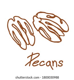 Pecans nut seeds line logo. Hand drawn sketch. Graphic isolated illustration