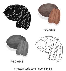 Pecans.Different kinds of nuts single icon in cartoon style vector symbol stock illustration.