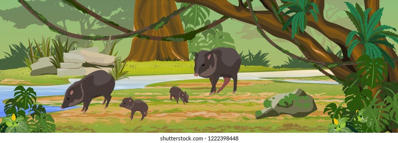 Peccari family near the river in the jungle. A tropical forest. Rainforests of Amazonia. Tree, epiphytes, creepers, banana trees and monsteras. Realistic Vector Landscape