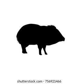 peccary black vector silhouette isolated on white background