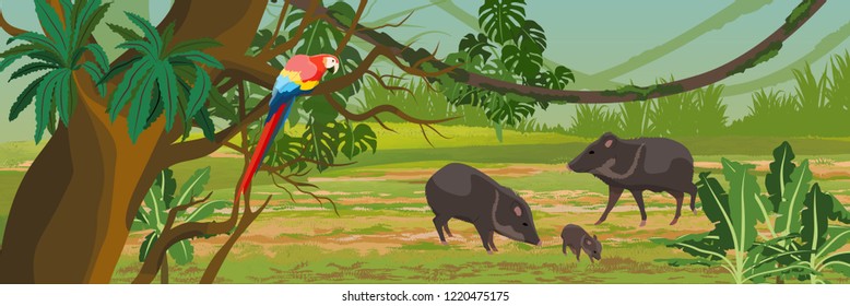 Peccary with a cub and a macaw parrot in the jungle. A tropical forest. Rainforests of Amazonia. Tree, epiphytes, creepers, banana trees, flowers and monsteras. Realistic Vector Landscape
