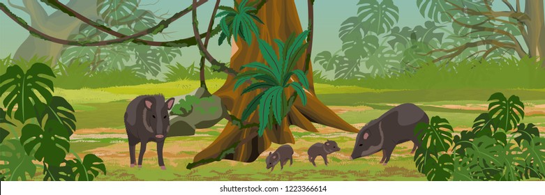 Peccary family in the jungle. A tropical forest. Rainforests of Amazonia. Tree, epiphytes, creepers, banana trees and monsteras. Realistic Vector Landscape