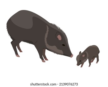 Peccary and her cub. Javelina or skunk pig. Wild animals of South America. Realistic vector