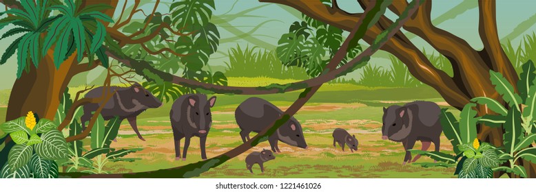 Peccary herd of adult females and males and their young in the jungle. A tropical forest. Rainforests of Amazonia. Tree, epiphytes, creepers, banana trees and monsteras. Realistic Vector Landscape