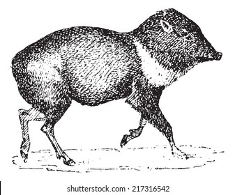 Peccary or Javelina or Skunk pig, vintage engraved illustration. Dictionary of words and things - Larive and Fleury - 1895.