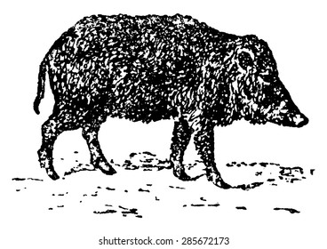 Peccary or javelina or skunk pig, vintage engraved illustration. Natural History of Animals, 1880.
