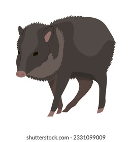 Peccary. Javelina or skunk pig. Wild animals of South America. Realistic vector