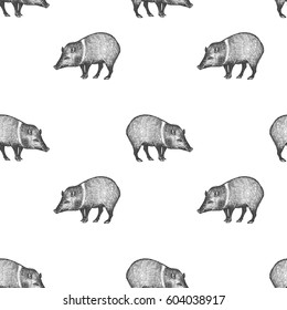Peccary. Seamless pattern with animals South America. Hand drawing of wildlife. Vector illustration art. Black and white. Old engraving. Vintage. Design for fabrics, paper, textiles, fashion.