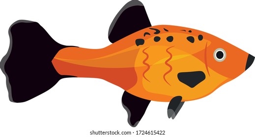 Pecilia fish on a white background, orange and dark tones are used. Pecilia for a home aquarium.