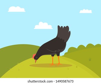 Pecking rooster or chicken, side view of farm bird character eating grass, fowl standing on green hill, black countryside chicken, animal with wings vector