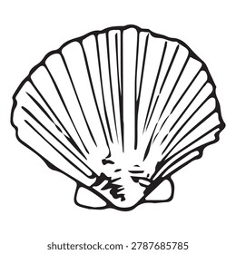 Pecten jacobaeus scallop shell doodle, black ink sketch. Detailed fan shell auricles, camino pilgrim symbol, seafood hand drawn vector isolated white.