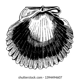 Pecten Purpuratus have colors that are frequently lively and brilliant vintage line drawing or engraving illustration.