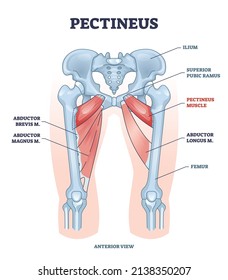 Músculo pectinoso con brevis del secuestrador de piernas y diagrama de posición de magnus. Régimen educativo etiquetado con sistema muscular e ilio, ramus púbico superior e ilustración vectorial de huesos fémur.