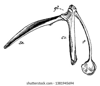 Pectoral Arch of a Bird which terminating below in the hypocleideum, vintage line drawing or engraving illustration.