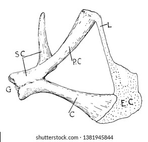 122 Pectoral girdle Images, Stock Photos & Vectors | Shutterstock