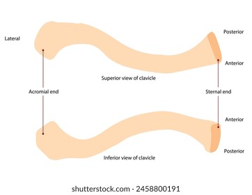 The pectoral girdle, comprising the clavicle and scapula, connects the upper limb to the sternum of the axial skeleton, facilitating movement and support for the arm