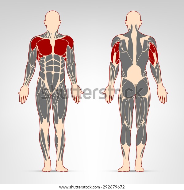 Pectoralis Deltoid Triceps Muscles Fitness Training Stock Vector ...