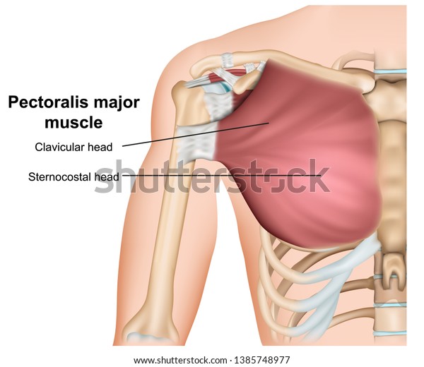 Pectoralis major breast muscle anatomy,\
3d medical vector illustration on white\
background
