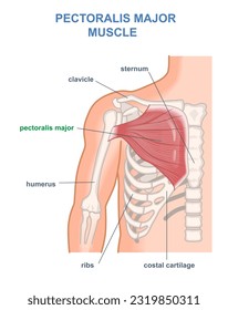 Pectoralis Hauptmuskeldiagramm. Anatomie der menschlichen Brust mit Muskulatur im Rippenbereich. Bildmarkierte Infografik mit medizinischem Skelettsystem und Brustkorb. Cartoon-Flavektor-Vektorgrafik