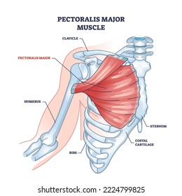 Pectoralis major muscle as human chest muscular anatomy outline diagram. Labeled educational medical scheme with skeletal system and musculature in human body breast and ribs area vector illustration.