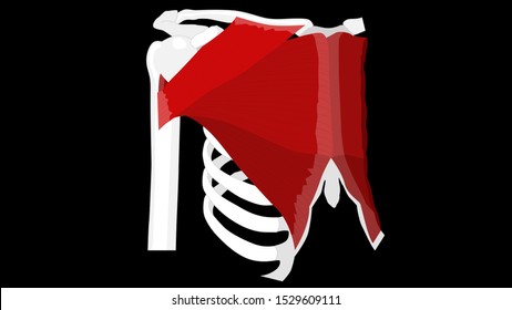 Pectoralis major muscle. Muscles of chest, thorax, brisket, breast, bust - didactic board of anatomy of human muscular system. Vector illustration on a black background.