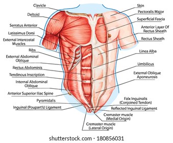 pectoralis major muscle, muscles of chest, thorax, brisket, breast, bust - didactic board of anatomy of human muscular system