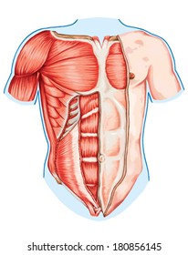 Abdominal Muscles Anatomy Chart