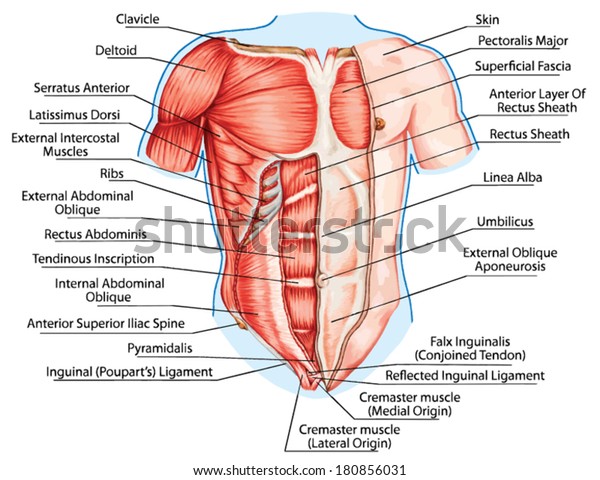 pectoralis major muscle, muscles of chest, thorax,\
brisket, breast, bust - didactic board of anatomy of human muscular\
system