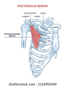 Pectoralis Minor Shoulder Muscle Anatomy With Bone Structure Outline Diagram. Labeled Educational Human Chest, Thorax, Brisket, Breast And Bust As Didactic Board Of Muscular System Vector Illustration