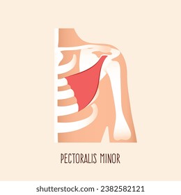 Pectoralis minor shoulder muscle anatomy with bone structure. Flat design vector illustration.