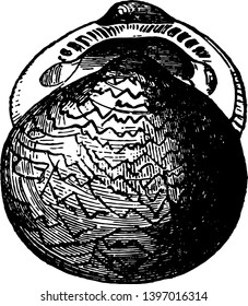 Pectunculus Scriptus ha indignado a muchos jóvenes coleccionistas con su dibujo de la línea vintage de captura o ilustración grabadora.