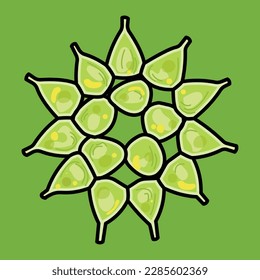 Pediastrum sp. is a symmetrical, star-like freshwater green algae that serves as a primary producer and can create microhabitats.