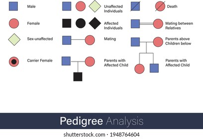 pedigree Analysis for family history of hereditary diseases tracing symbols used in genetic engineering vector illustration	
