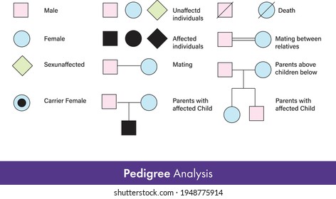 Pedigree Analysis For Family History Of Hereditary Diseases Tracing Symbols Used In Genetic Engineering Vector Illustration