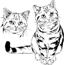 Pedigree Cat Drawn In Ink By Hand On A White Background