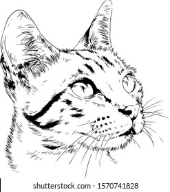 pedigree cat drawn in ink by hand on a white background