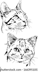 pedigree cat drawn in ink by hand on a white background