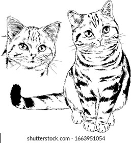 pedigree cat drawn in ink by hand on a white background