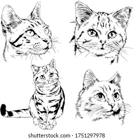 pedigree cat drawn in ink by hand on a white background