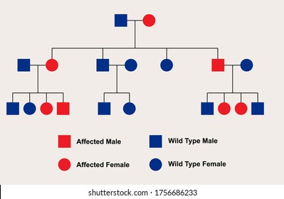 Pedigree Chart Of The Inheritance Of A Sex-linked Dominant Inheritance