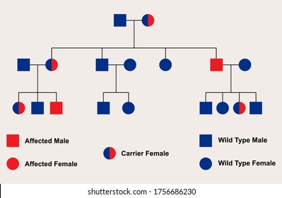 Pedigree Chart Of The Inheritance Of A Sex-linked Recessive Inheritance